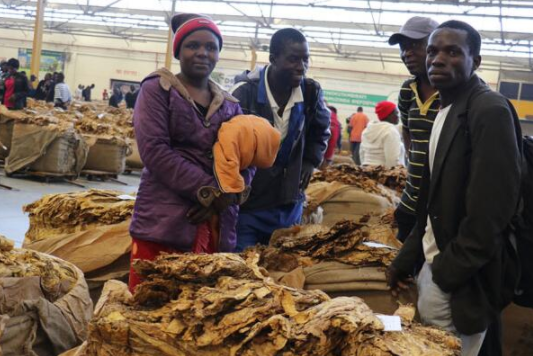 This year's tobacco season in Zimbabwe opens on March 8
